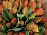 Тюльпаны премиум класса оптом к 8 марта, фотография 10