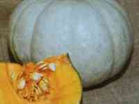 Рассада тыквы, фотография 2