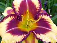 Лилейник блюберри крим