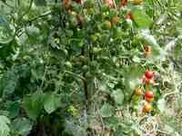 Семена Томат Барбарис F1 15 шт