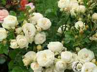 Роза артемис кустарниковая, тантау