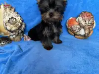 Шикарные малыши Йоркширского терьера