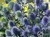 Синеголовник плосколистный