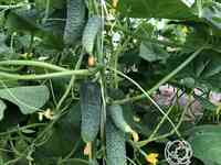 Семена Огурец Гоша F1 5шт