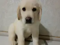 Щенки Лабрадор ретривер, фотография 4