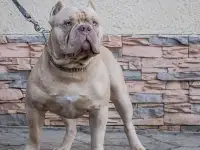 Американский булли, фотография 5