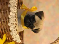 Мопсята девочки, фотография 2