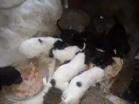 Отдам бесплатно щенят в хорошие руки., фотография 2