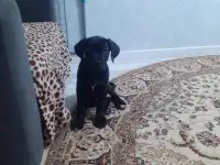 Продам собаку, фотография 2