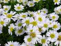 Астра кустарниковая Сноуспрайт