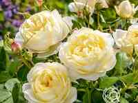 Роза ванесса белл, д.остин кустарниковая