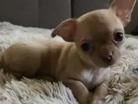 Чихуахуа щенки, фотография 2