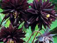 Аквилегия Блэк Барлоу