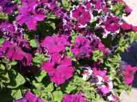 Рассада петунии, фотография 10