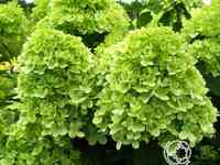 Гортензия лаймлайт