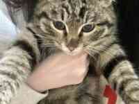 Котята ищут хорошие добрые руки, фотография 4
