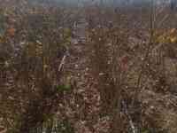 Саженцы роз 