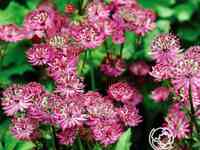 Астранция Розенсинфони крупная