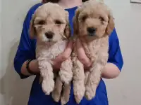 Продам щенков Той пуделя, фотография 5