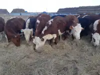 Продам крестьянское хозяйство в 100 км от Уральска, фотография 6