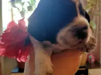 Русский охотничий спаниель