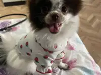 Собака шпиц Померанский, фотография 5