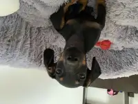 Отдам даром, фотография 3