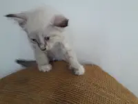 Красивые котики и бежевая кошечка!, фотография 2