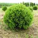 Туя западная шаровидная Вудварди Woodwardii, фотография 1