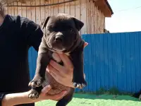 Продам щенков Американского булли Pocket, фотография 8