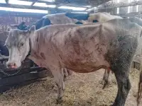 Продам коровы, фотография 2