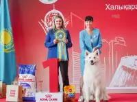 Щенок белой швейцарской овчарки, фотография 10