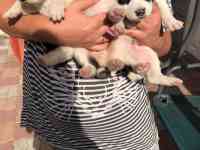 Продам щенков Алабай, фотография 6