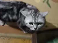 Шотландские котята, фотография 10