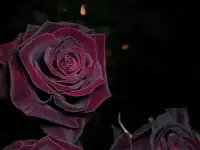 Саженцы роз, фотография 3