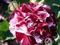 Роза нью имаджин, дорье