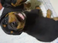 Продам, фотография 3