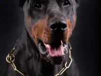 Доберман для фотосессий, реклам, фотография 4