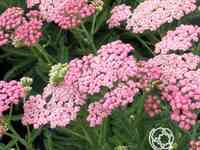 Тысячелистник Пинк Леди