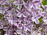 Сирень лила вандер