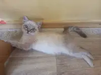 Отдам котёнка в добрые руки