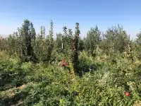 Продаю фазенду сад всеми удобствами, Предгорье, фотография 6