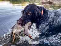 Продам щенков породы драхаар, фотография 4