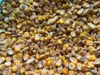 Кукуруза, фотография 2