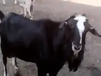 Продам стадо коз 82 головы, фотография 3