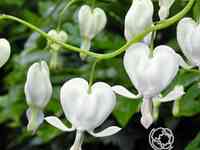 Дицентра Спектабилис Альба