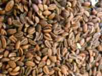 Семена фацелии пижмолистной - 