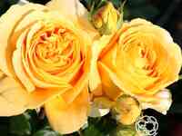 Роза Люмен чайно-гибридная