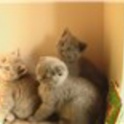 шотландские вислоухие котята, фотография 2
