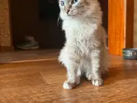 Котенок нуждается в доме, фотография 6